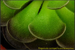 DSC_3378_nEO_IMG Pinguicula cyclosecta