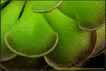 DSC_3379_nEO_IMG Pinguicula cyclosecta