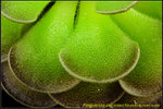 DSC_3380_nEO_IMG Pinguicula cyclosecta