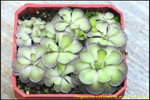 DSC_9346a_nEO_IMG Pinguicula cyclosecta