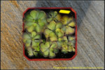 DSC_9354_nEO_IMGPinguicula cyclosecta