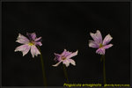 DSC_0459_nEO_IMG Pinguicula emaginata