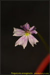 DSC_0460_nEO_IMG Pinguicula emaginata