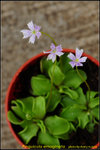 DSC_0462_nEO_IMG Pinguicula emaginata