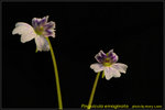 DSC_1037_nEO_IMG Pinguicula emaginata