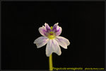 DSC_1039_nEO_IMG Pinguicula emaginata