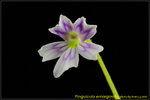 DSC_2480_nEO_IMG Pinguicula emarginata
