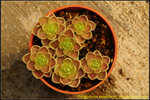 DSC_0823_nEO_IMG Pinguicula esseriana