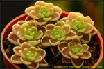 DSC_0824_nEO_IMG Pinguicula esseriana