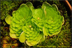 DSC_0978 Pinguicula esseriana