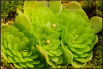DSC_0979_nEO_IMG Pinguicula esseriana