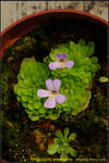 DSC_1596_nEO_IMG Pinguicula esseriana