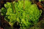 DSC_1597_nEO_IMG Pinguicula esseriana