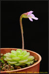 DSC_1729_nEO_IMG Pinguicula esseriana - Giant