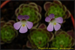 DSC_1732_nEO_IMG Pinguicula esseriana - Giant