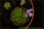 DSC_1733_nEO_IMG Pinguicula esseriana - Giant