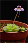 DSC_1734_nEO_IMG Pinguicula esseriana - Giant
