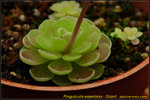 DSC_1736_nEO_IMG Pinguicula esseriana - Giant
