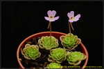 DSC_1739_nEO_IMG Pinguicula esseriana - Giant