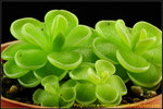 DSC_2519_nEO_IMG Pinguicula esseriana Giant
