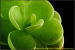 DSC_2520_nEO_IMG Pinguicula esseriana Giant