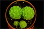 DSC_3441_nEO_IMG Pinguicula esseriana - Giant