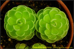 DSC_3442_nEO_IMG Pinguicula esseriana - Giant