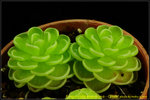 DSC_3443_nEO_IMG Pinguicula esseriana - Giant