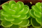 DSC_3444_nEO_IMG Pinguicula esseriana - Giant
