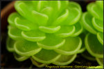 DSC_3446_nEO_IMG Pinguicula esseriana - Giant