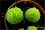 DSC_4586_nEO_IMG Pinguicula esseriana - Giant