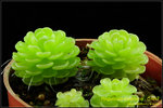 DSC_4588_nEO_IMG Pinguicula esseriana - Giant