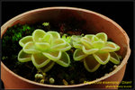 DSC_4599_nEO_IMG Pinguicula esseriana - Giant