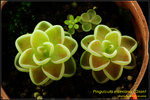 DSC_4600_nEO_IMG Pinguicula esseriana - Giant