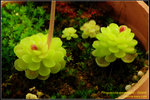DSC_5559_nEO_IMG Pinguicula esseriana - Giant
