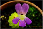 DSC_5563_nEO_IMG Pinguicula esseriana - Giant