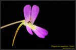 DSC_5567_nEO_IMG Pinguicula esseriana - Giant