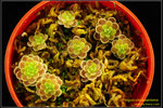 DSC_5570_nEO_IMG Pinguicula esseriana 