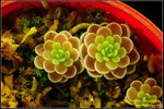 DSC_5571_nEO_IMG Pinguicula esseriana 