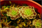 DSC_5572_nEO_IMG Pinguicula esseriana 