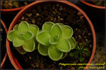 DSC_9411_nEO_IMG Pinguicula esseriana - Giant