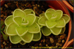 DSC_9613_nEO_IMG Pinguicula esseriana Giant