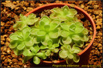 DSC_9877_nEO_IMG Pinguicula esseriana