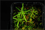 DSC_3260_nEO_IMG Pinguicula gypsicola x moctezumae