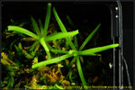 DSC_3261_nEO_IMG Pinguicula gypsicola x moctezumae