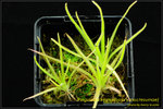DSC_4542_nEO_IMG Pinguicula x [gypsicola x moctezumae]