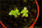 DSC_3415_nEO_IMG Pinguicula pilosa
