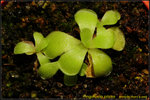 DSC_9888_nEO_IMG Pinguicula pilosa