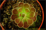 DSC_3404_nEO_IMG Pinguicula Florian