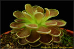 DSC_3405_nEO_IMG Pinguicula Florian